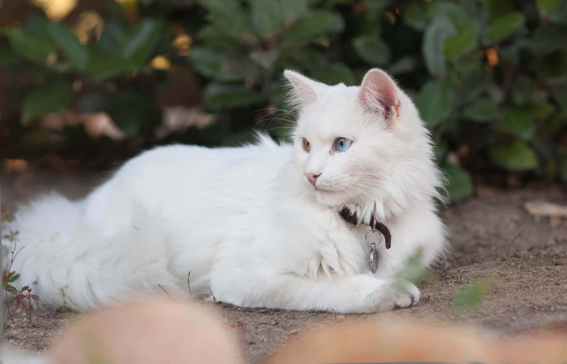 Ankara cat with two colored eyes and collar