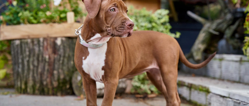 American Pitbull Terrier Dog Characteristics, Care and Feeding