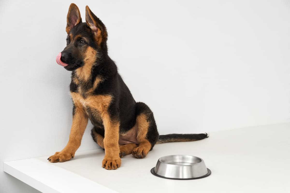 German Shepherd standing next to an empty food bowl