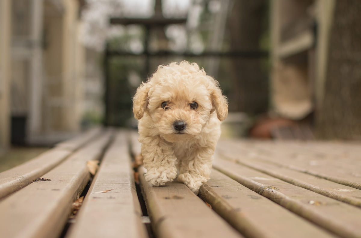 Puppy walking on a wooden floor
