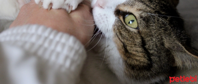 Why Do Cats Bite? How to Prevent Cat Bites?