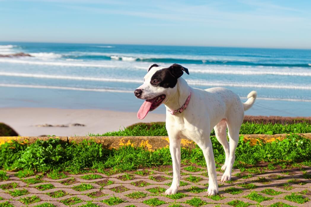 jack russell terrier