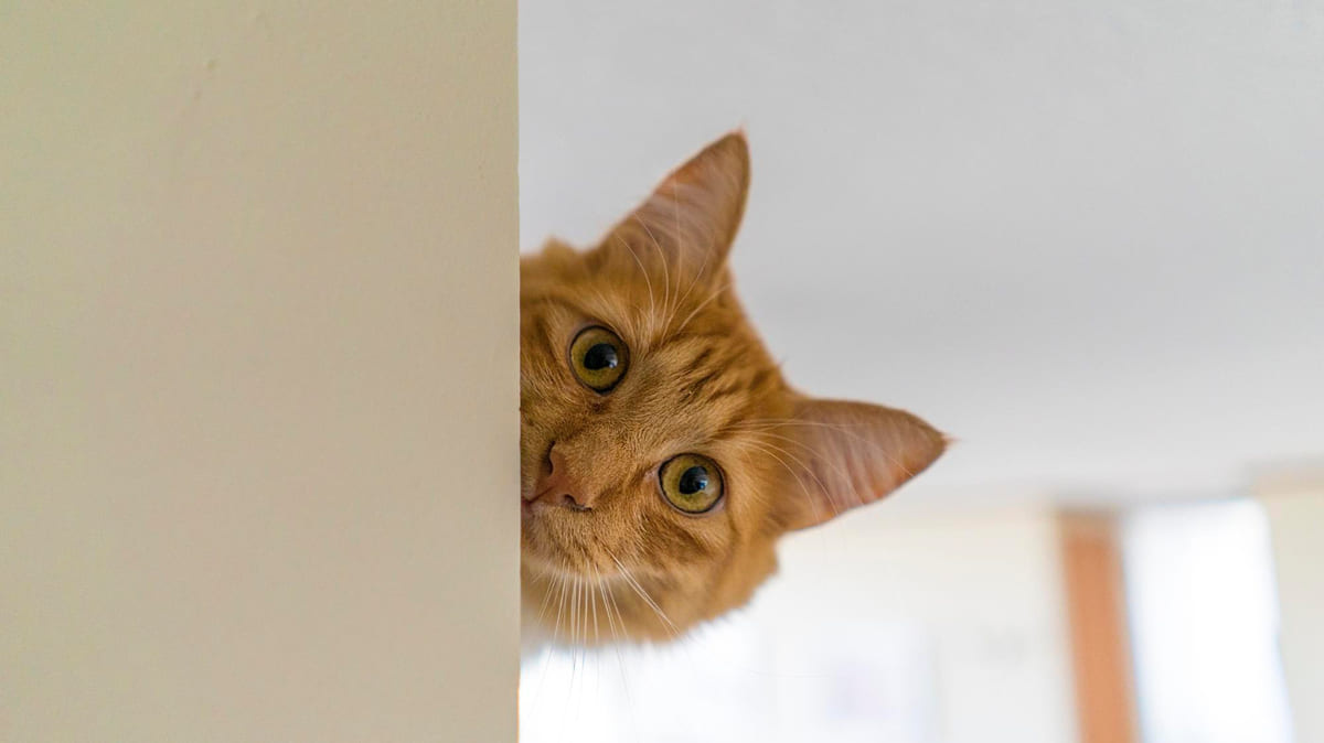A cat sticking its head out and looking curiously