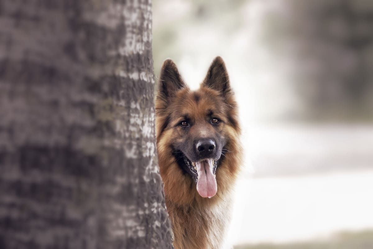 German Shepherd looking from behind a tree
