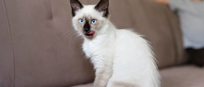 Siamese Cat Characteristics, Care and Feeding