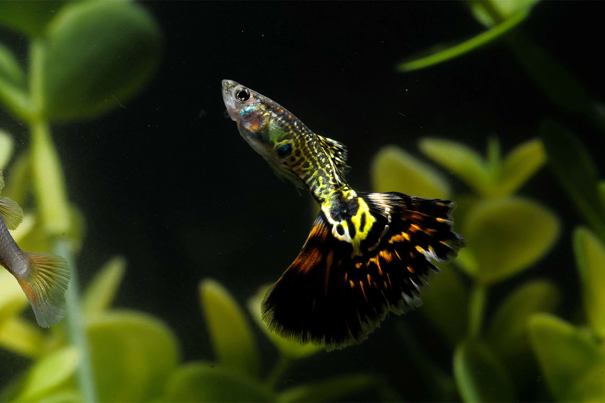 Guppy swimming towards the surface