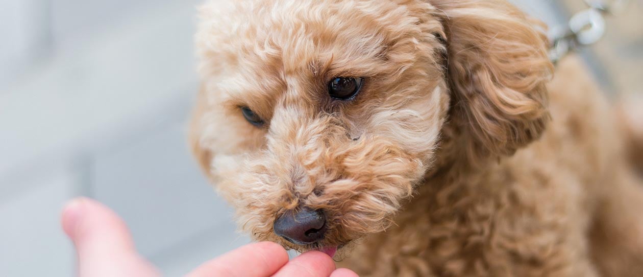 Toy Poodle that sniffs human hands