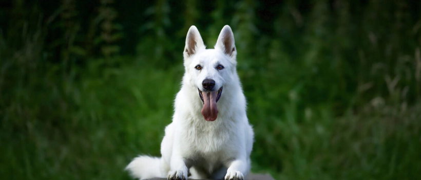 White Dog Breeds and Characteristics