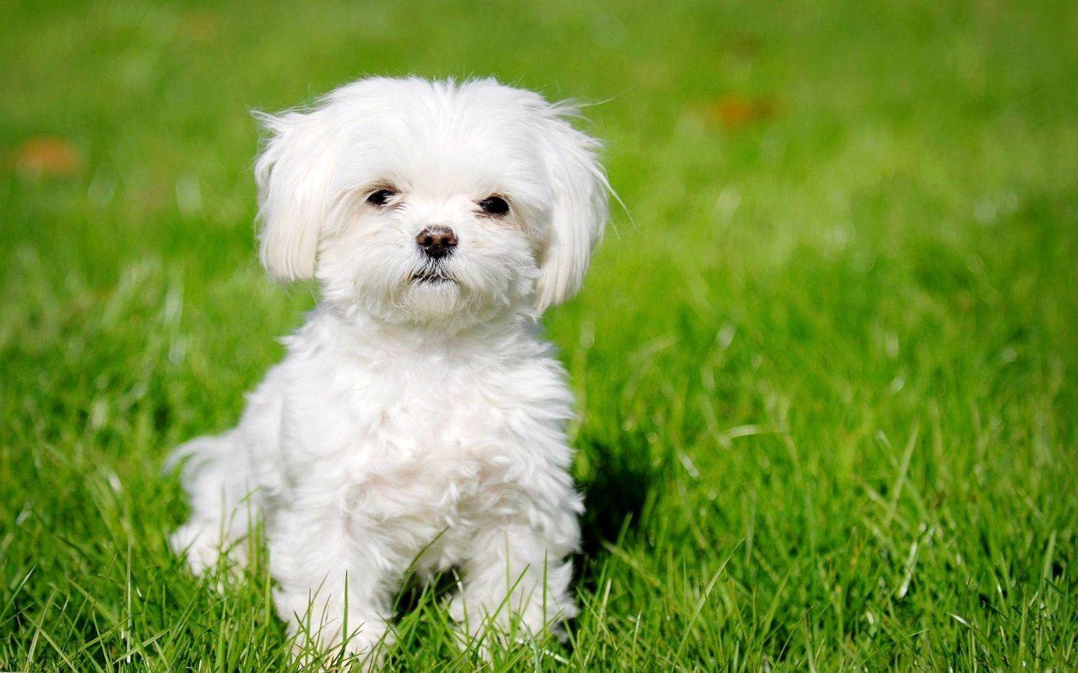 Small white dog in the middle of the grass