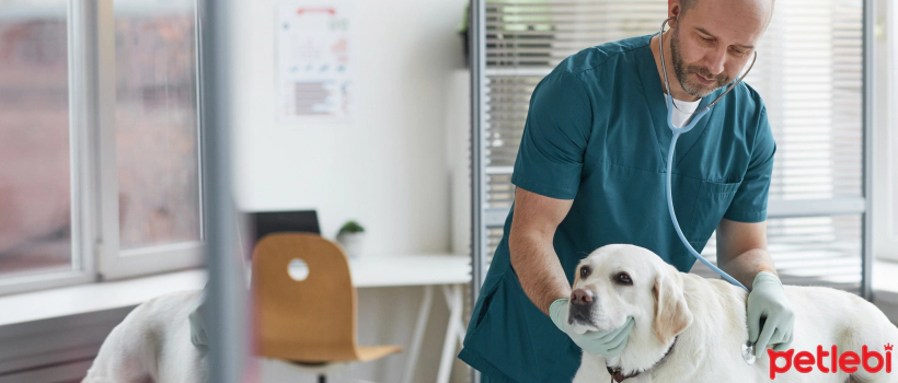 Causes and Treatment Methods of Urinary Incontinence in Dogs