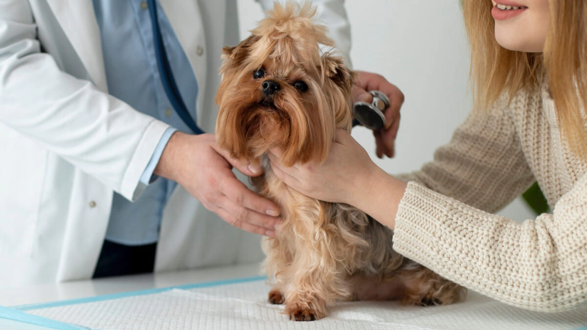 12 Most Common Dog Diseases and Their Treatments