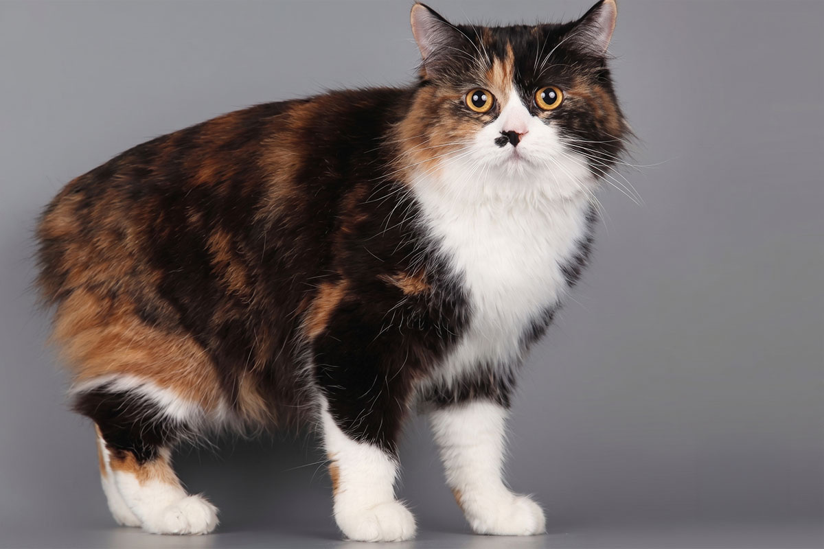 Tailless Cymric cat in shades of brown, black and white