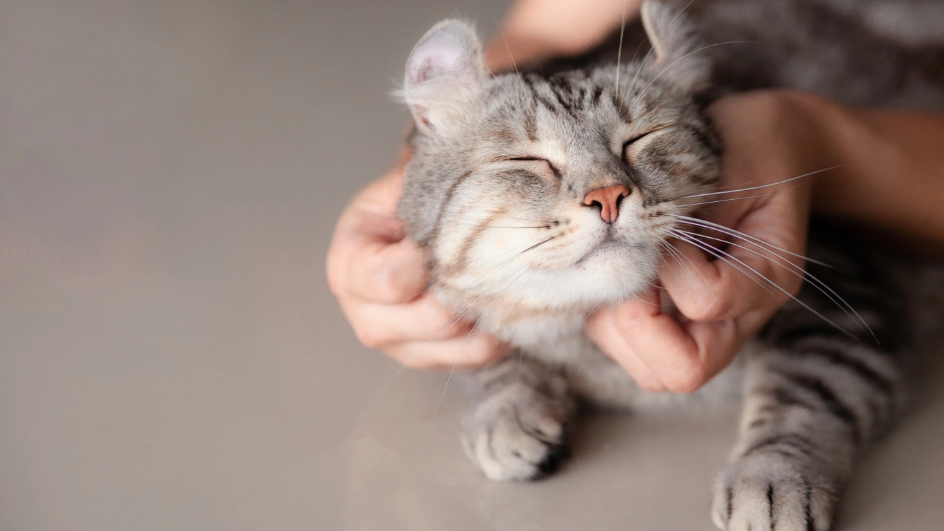 A gray-furred cat with its eyes closed, content to be petted