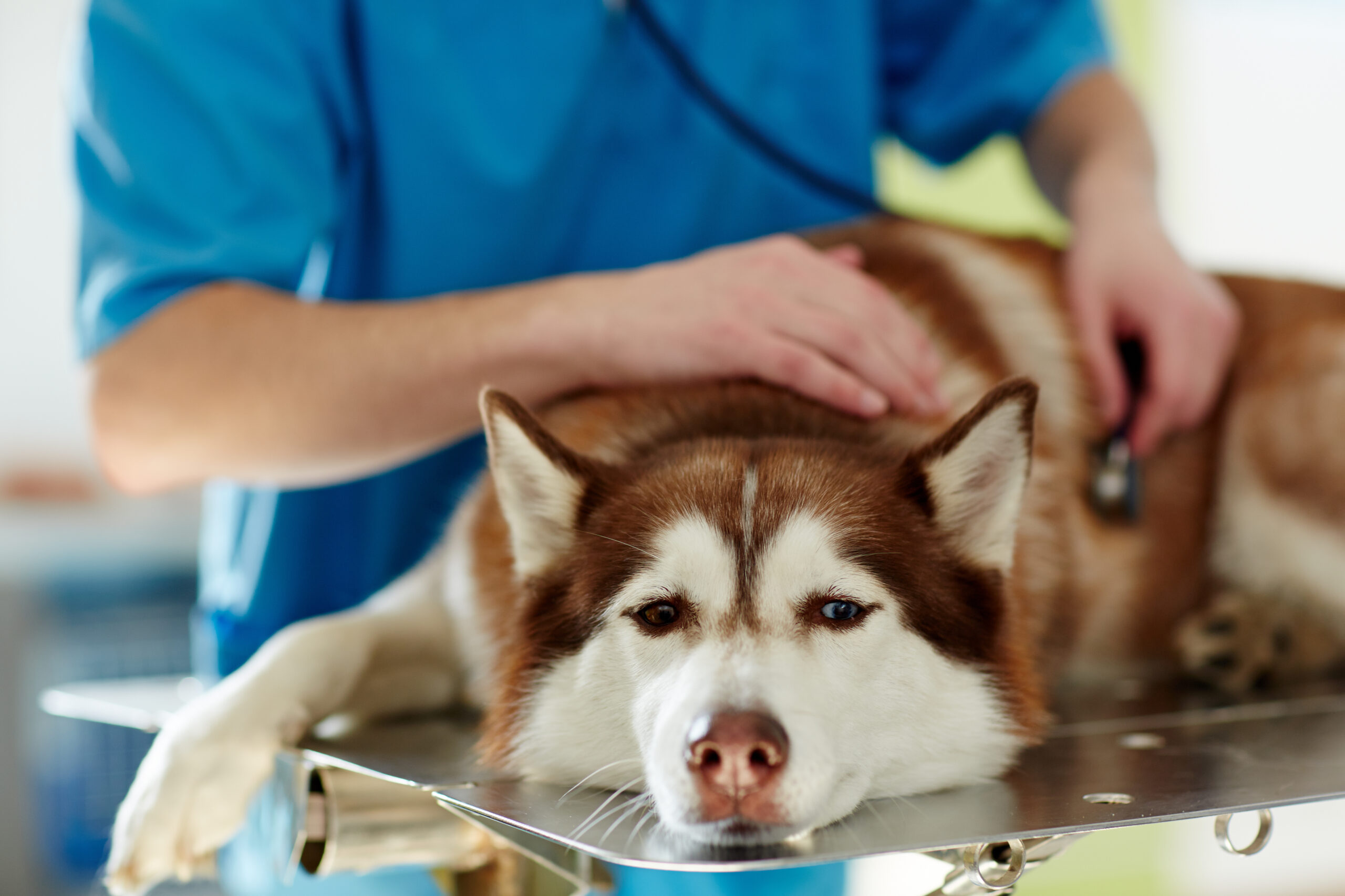 Dog with white and brown fur being examined on a stretcher