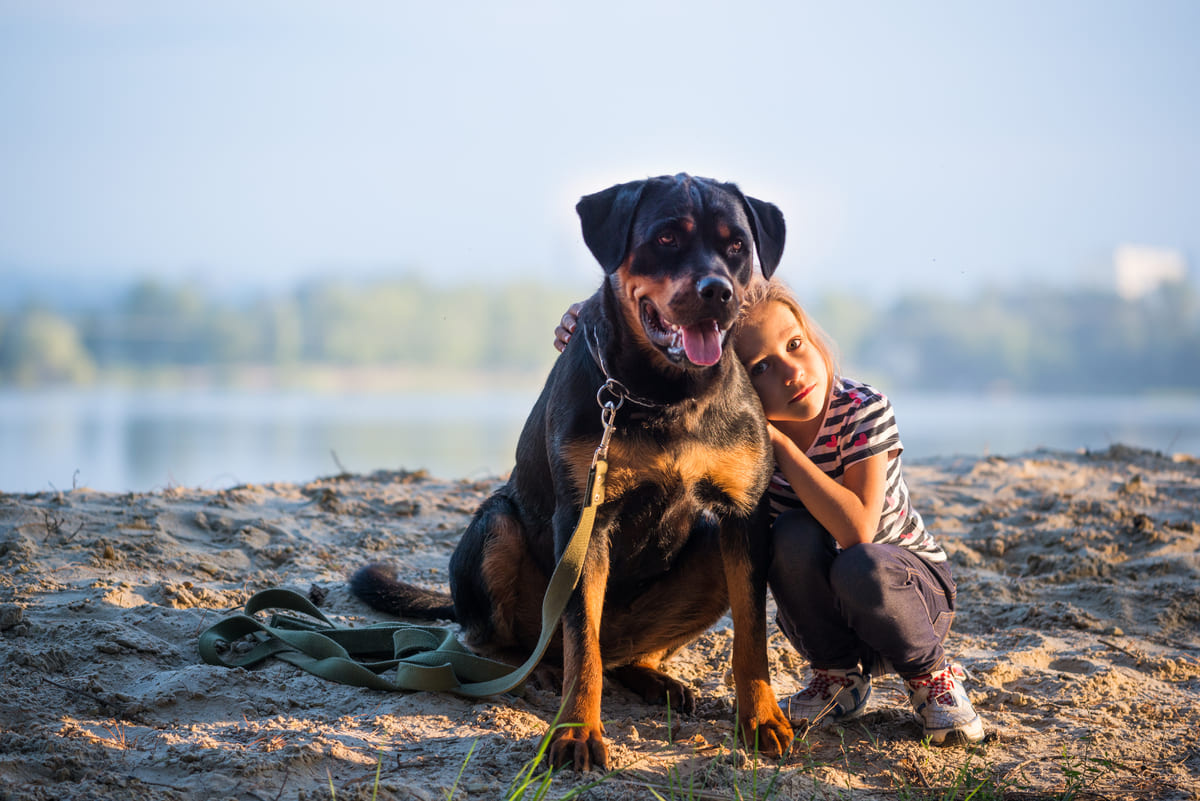 Rottweiler dog spending time outside with a little girl