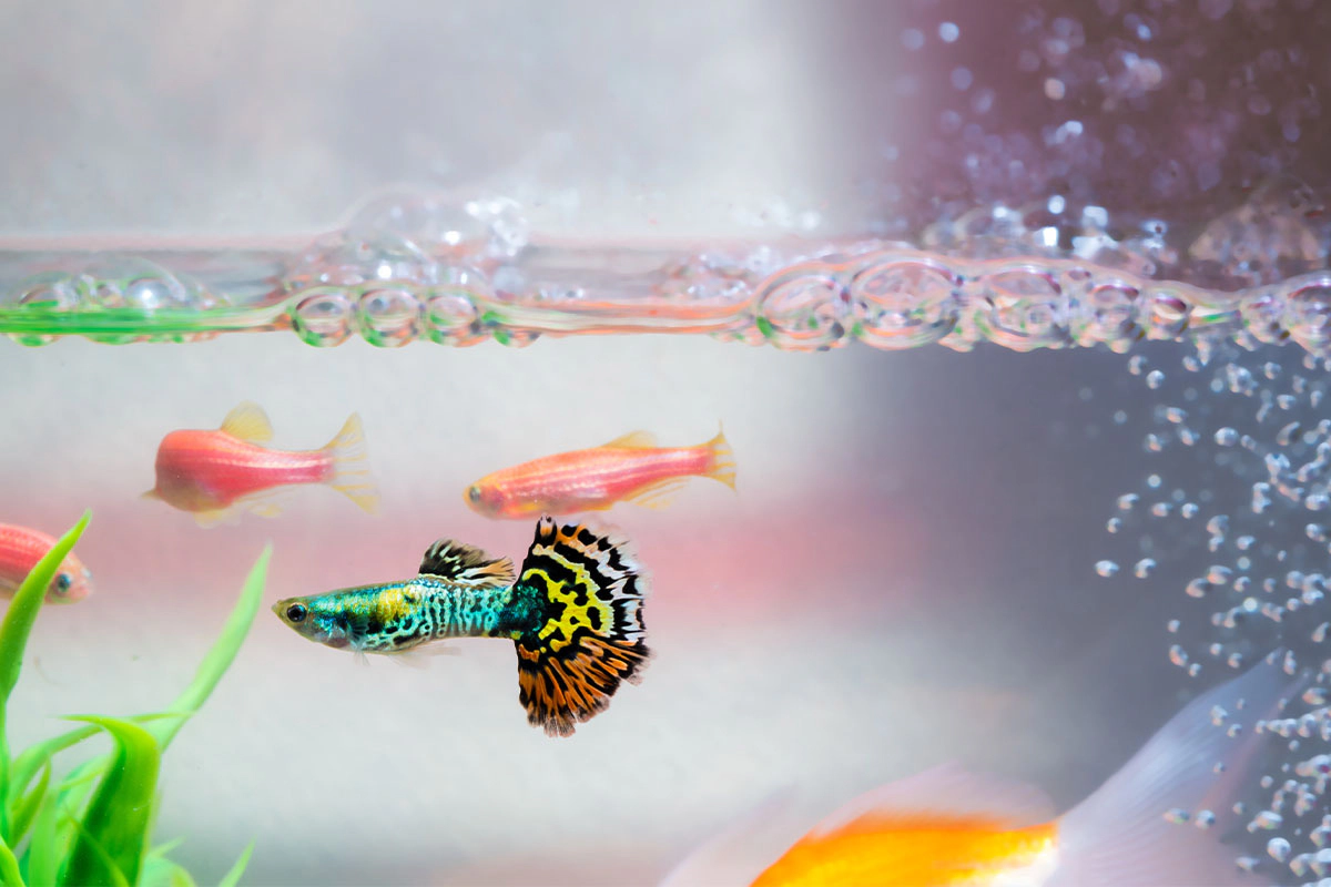 Fish swimming in a bubbly aquarium