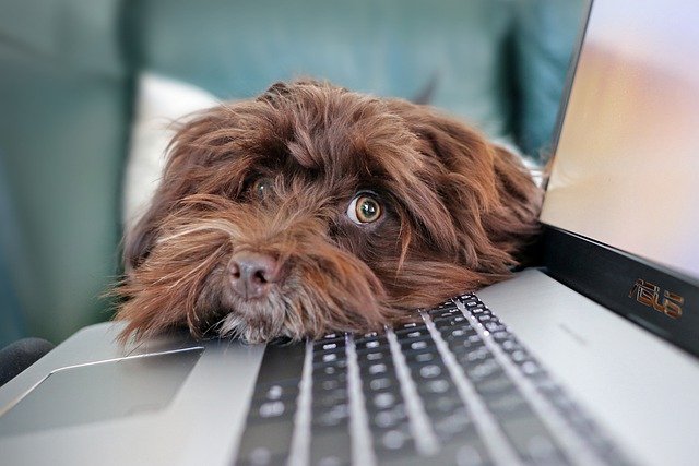 A brown dog leaning against a laptop