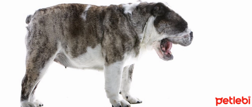 What is Kennel Cough in Dogs?