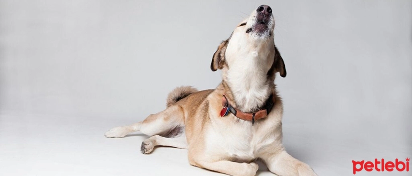 Why Do Dogs Howl? Why Do Dogs Howl at Night and During the Call to Prayer?