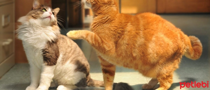 Ways to Reduce Tension Between Cats