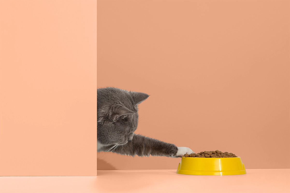 Gray and white cat reaching for its paw in its food bowl
