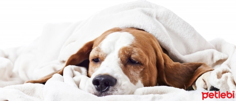 Kidney Failure in Dogs