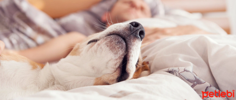 Why Do Dogs Lie at Their Owner's Feet?