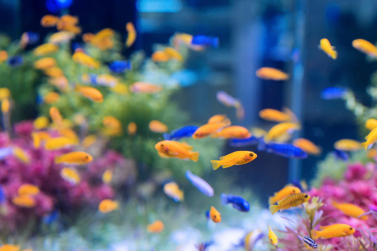Yellow and dark blue fish