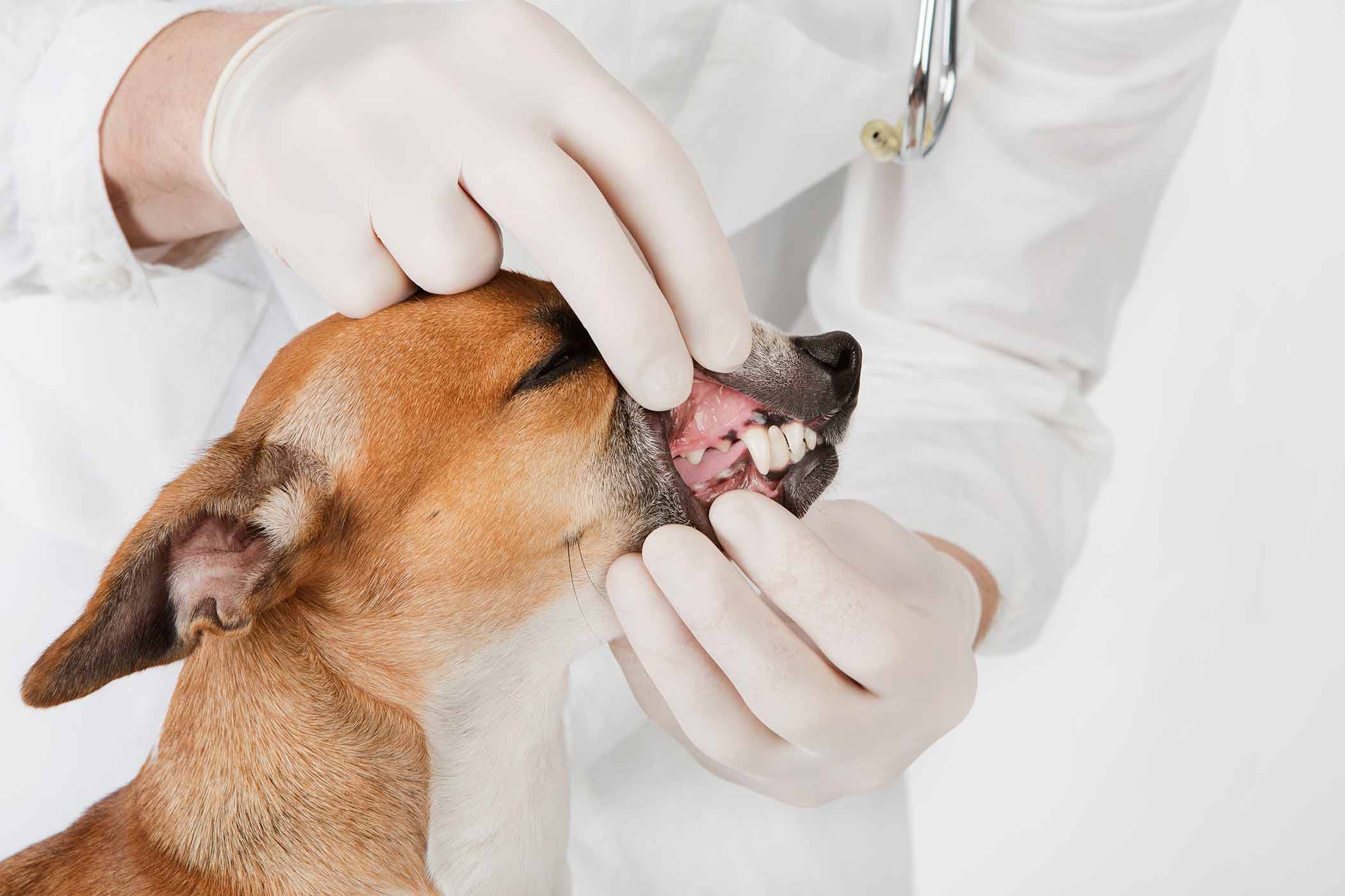 Dog undergoing oral check-up
