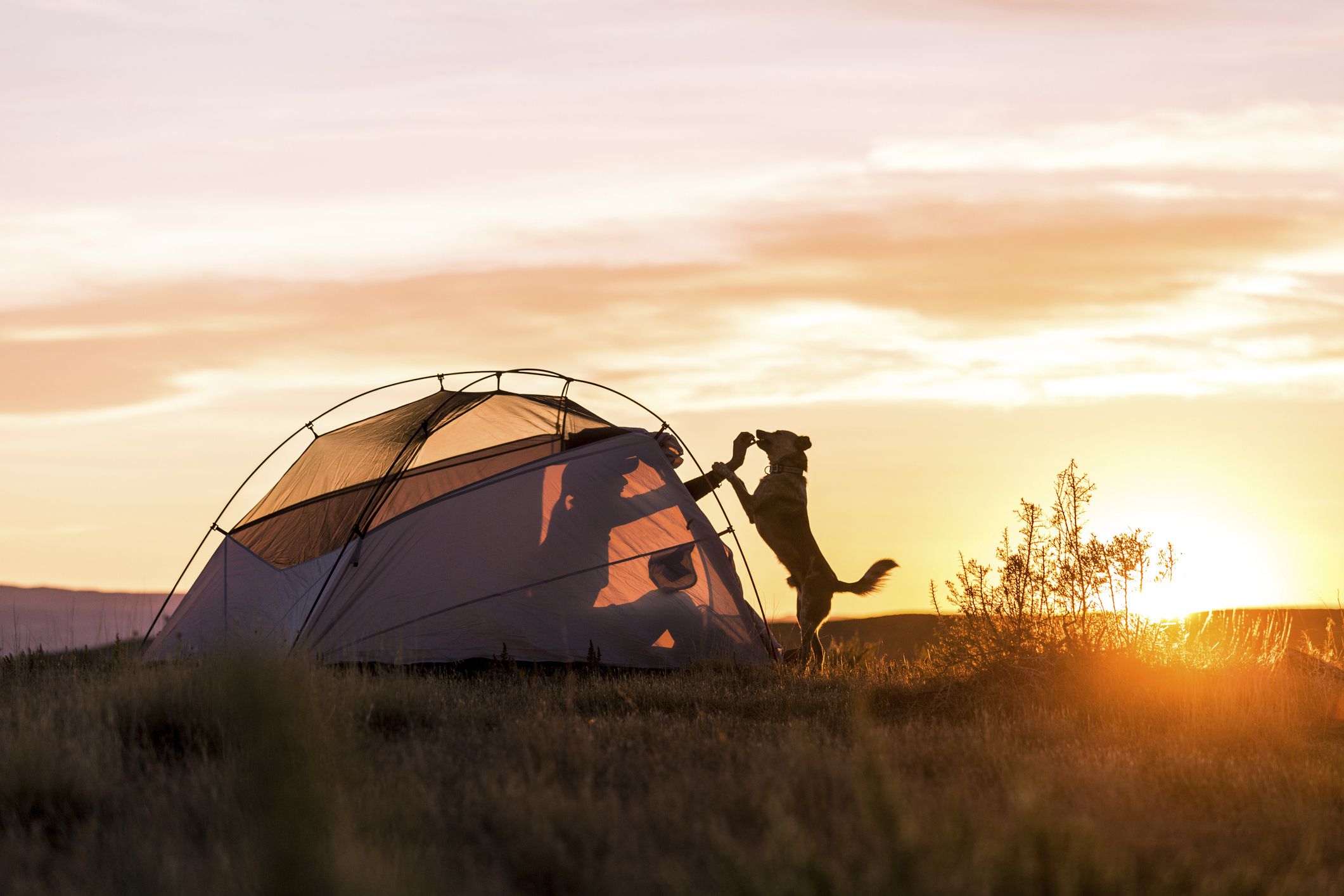 Dog standing outside the tent