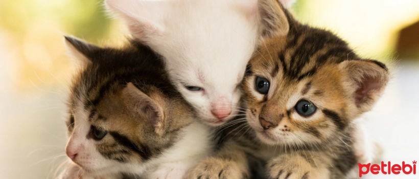 Ways to Socialize Kittens