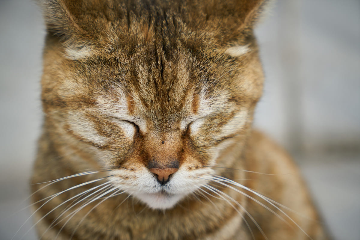 Cat with narrowed eyes