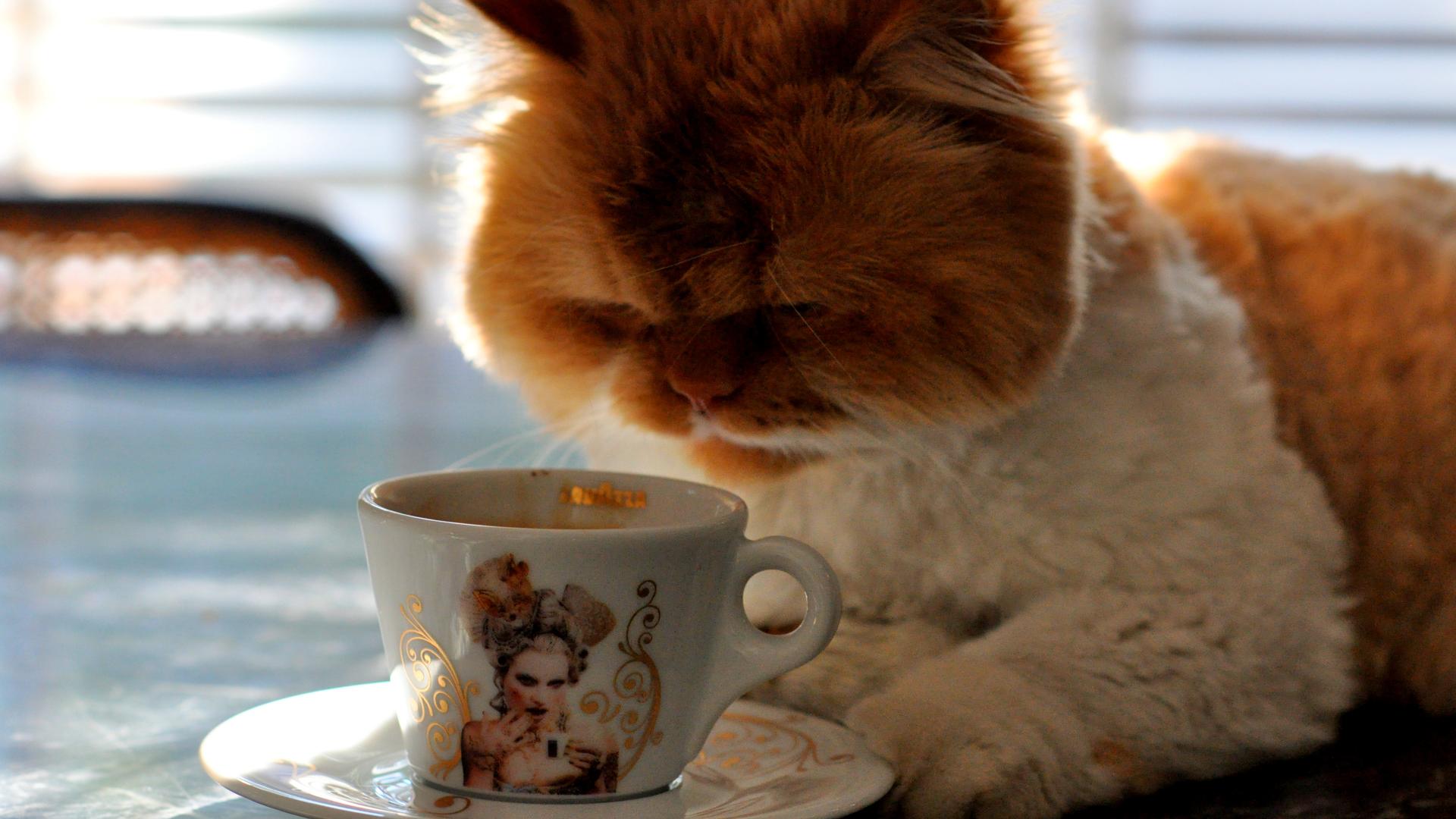 A tabby cat looking into the cup