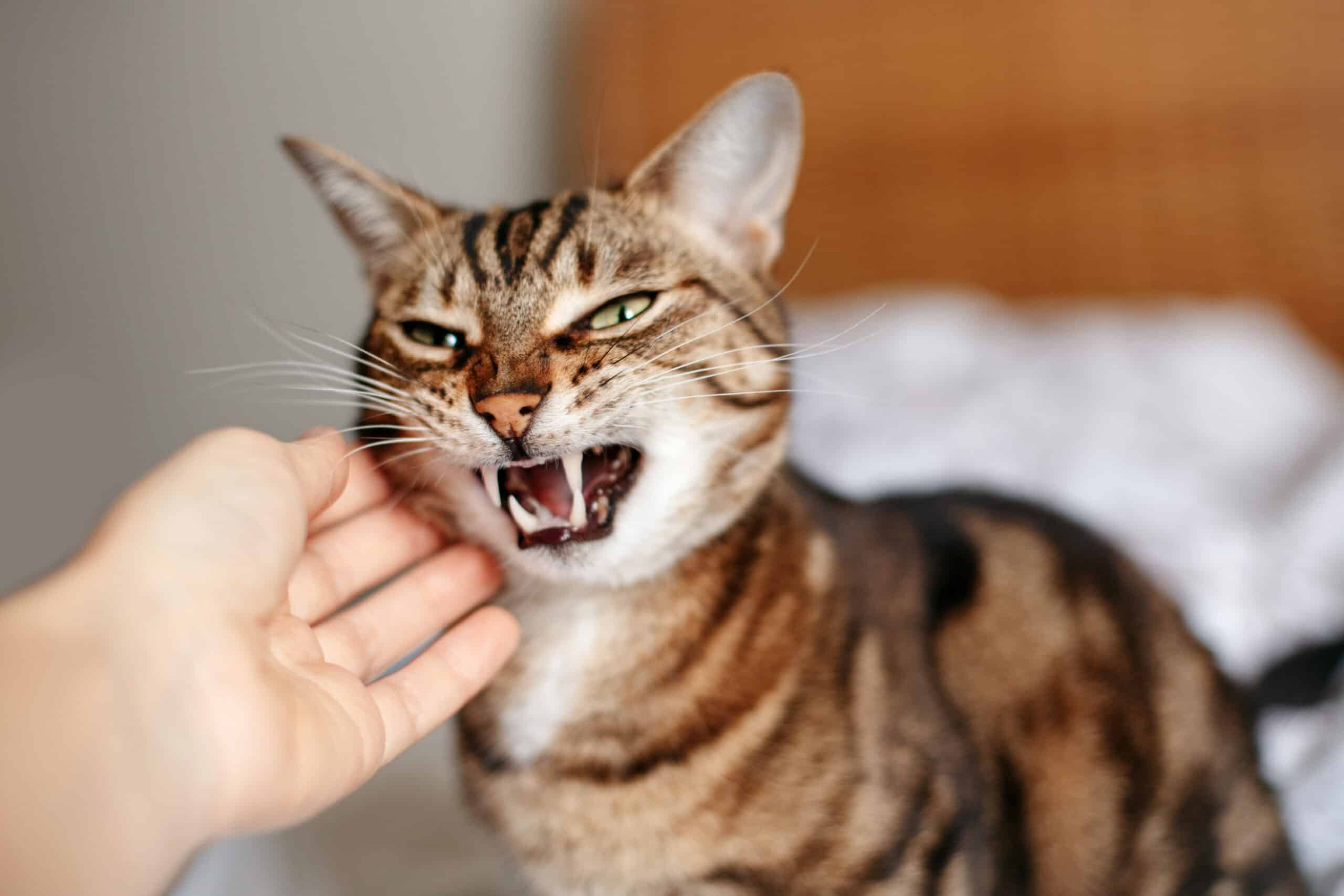 A cat that doesn't like being petted