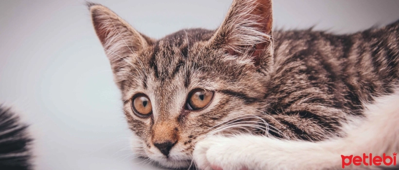 What Causes the Third Eyelid to Become Visible in Cats?