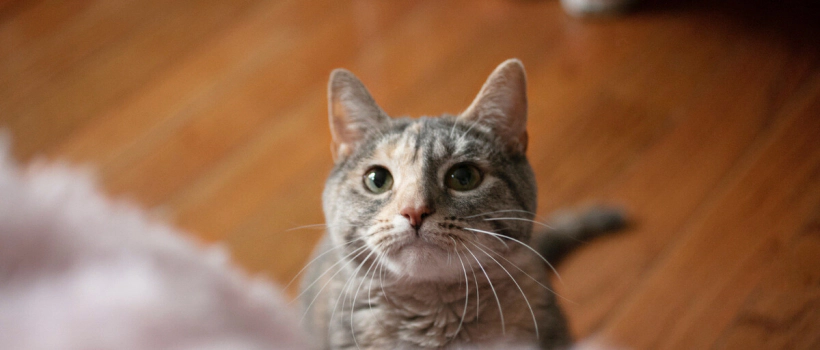 Can Cats Have Hyperactivity and Attention Deficit Disorder?