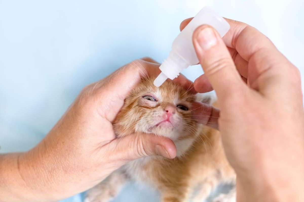 Cat having eye drops administered