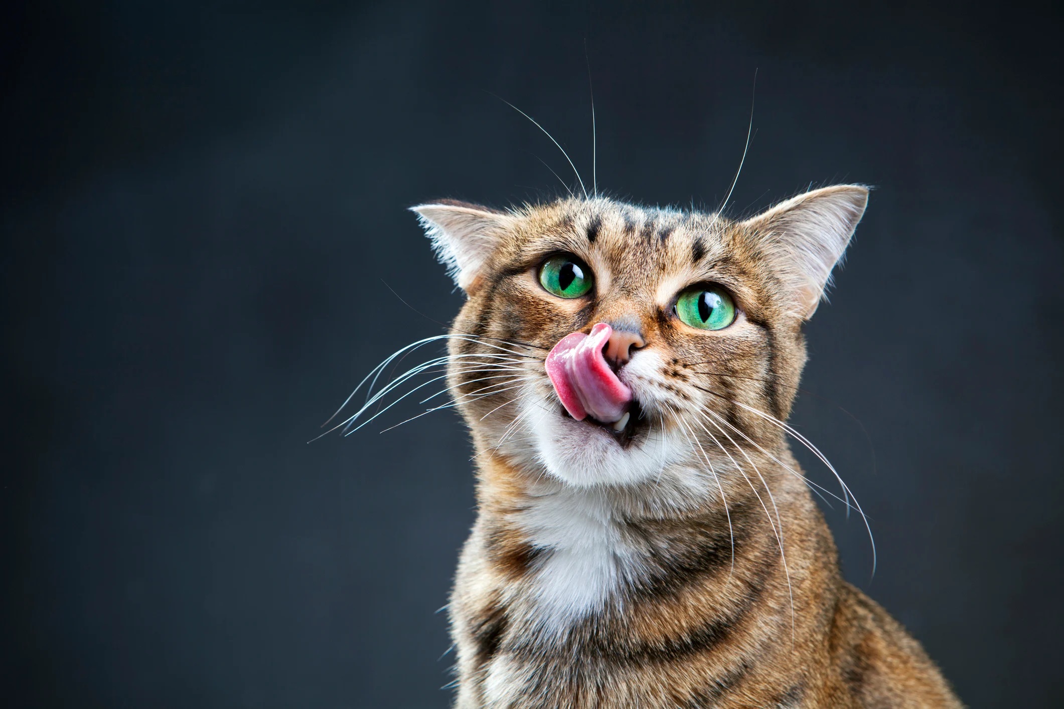 A cat licking its nose
