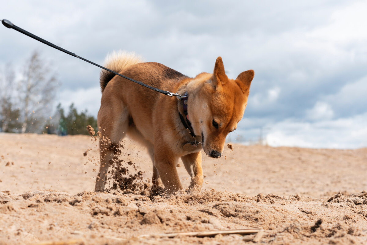 Shiba Inu walking with its owner on the beach