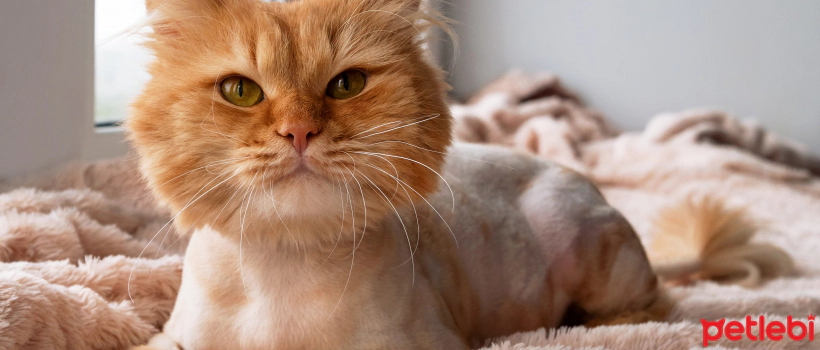 5 Answers to the Question "How to Shave a Cat?"