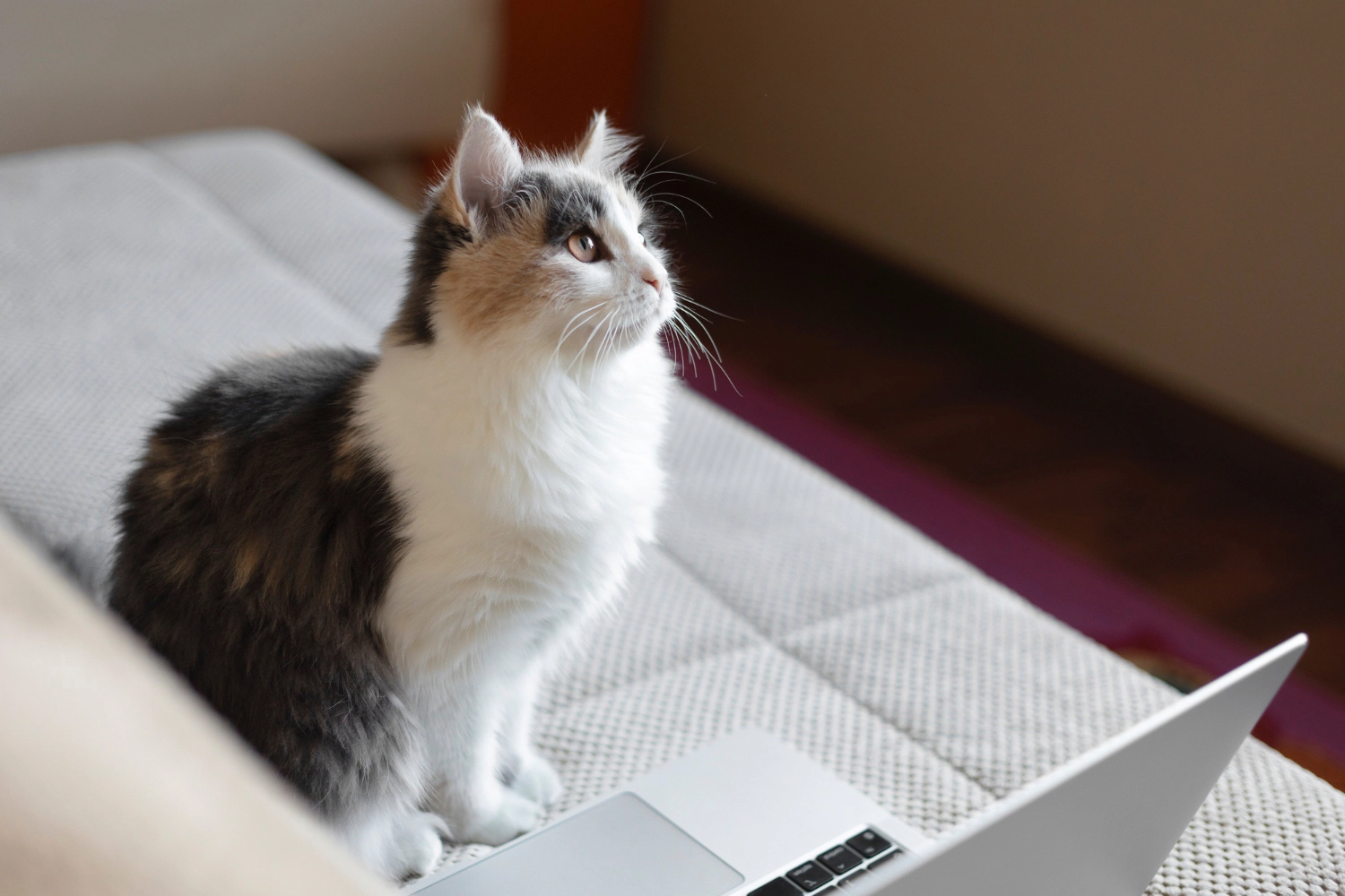 next to the laptop on the couch
