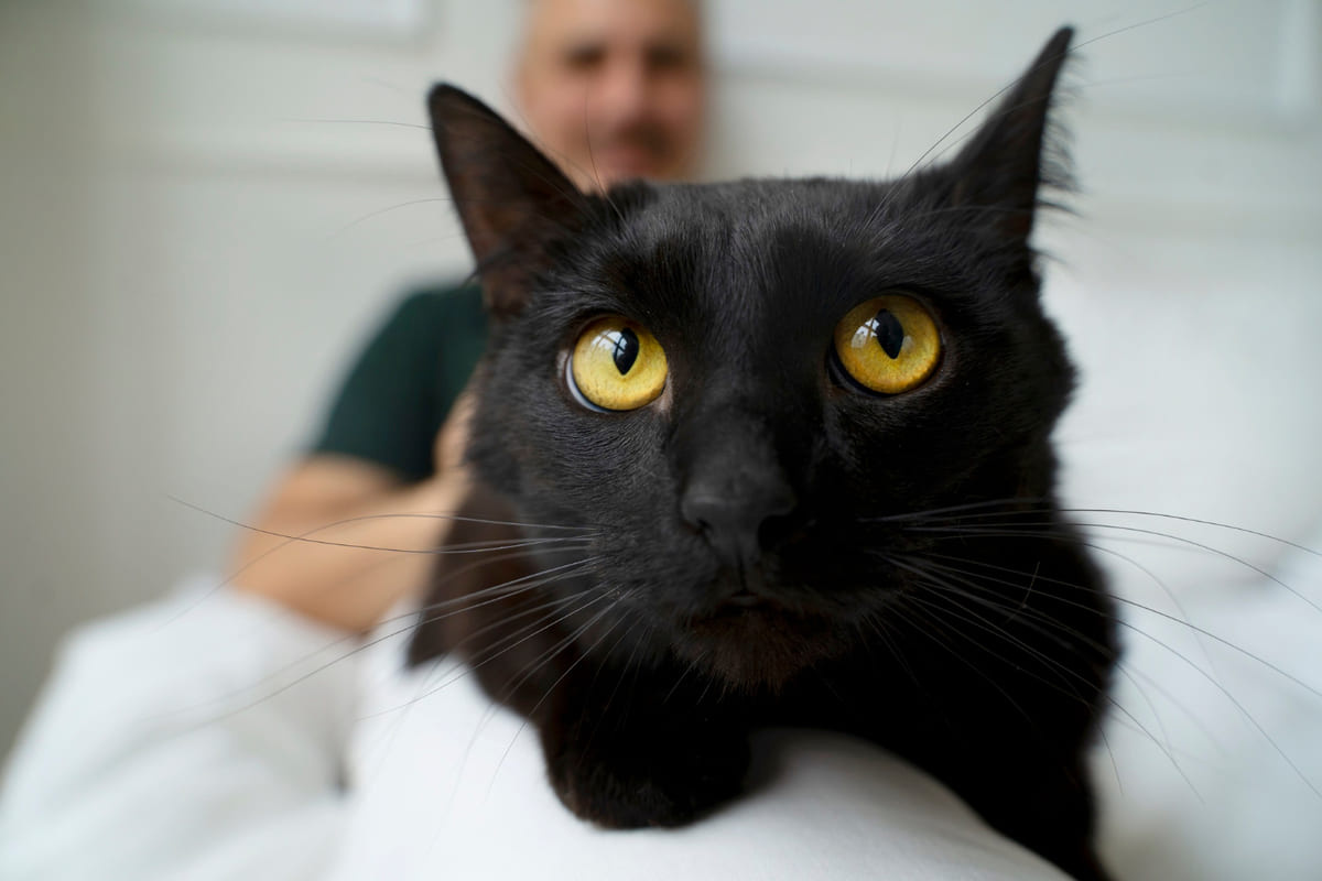 Black cat with its face in the foreground looking carefully at the frame