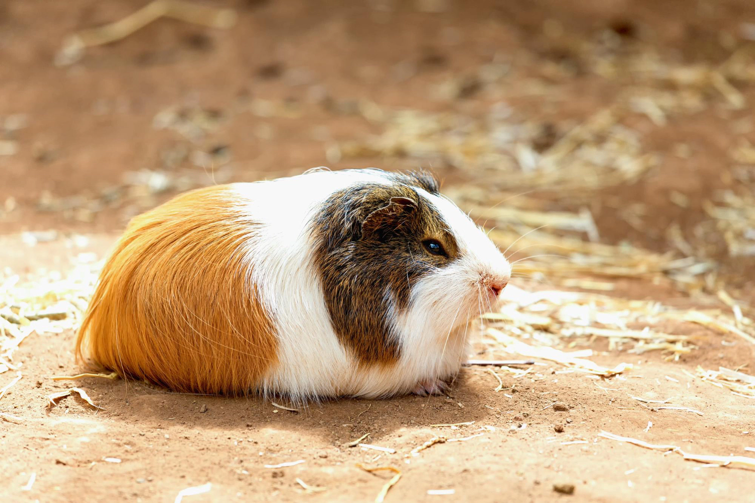 Guinea pig standing on the ground