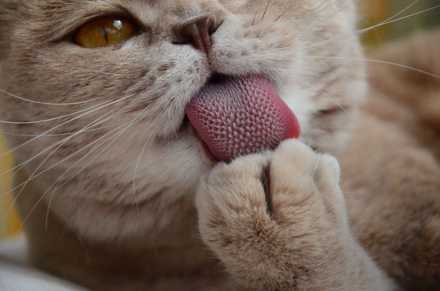 patisini yalayan kedi