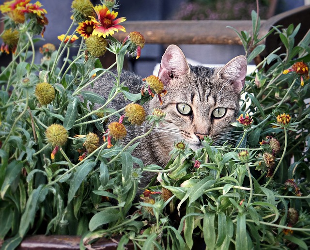 A cat among flowers and greenery
