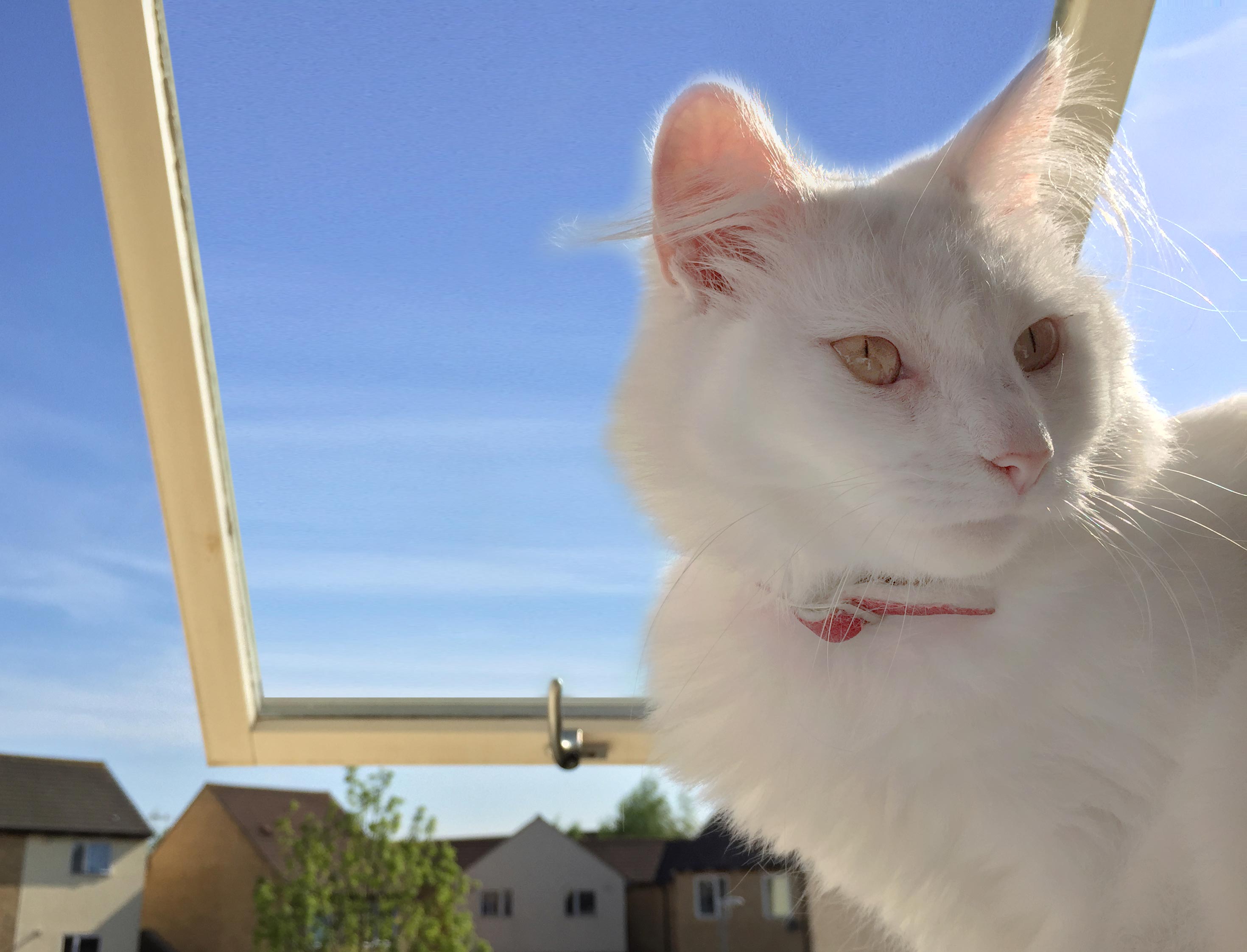White cat standing in front of an open window