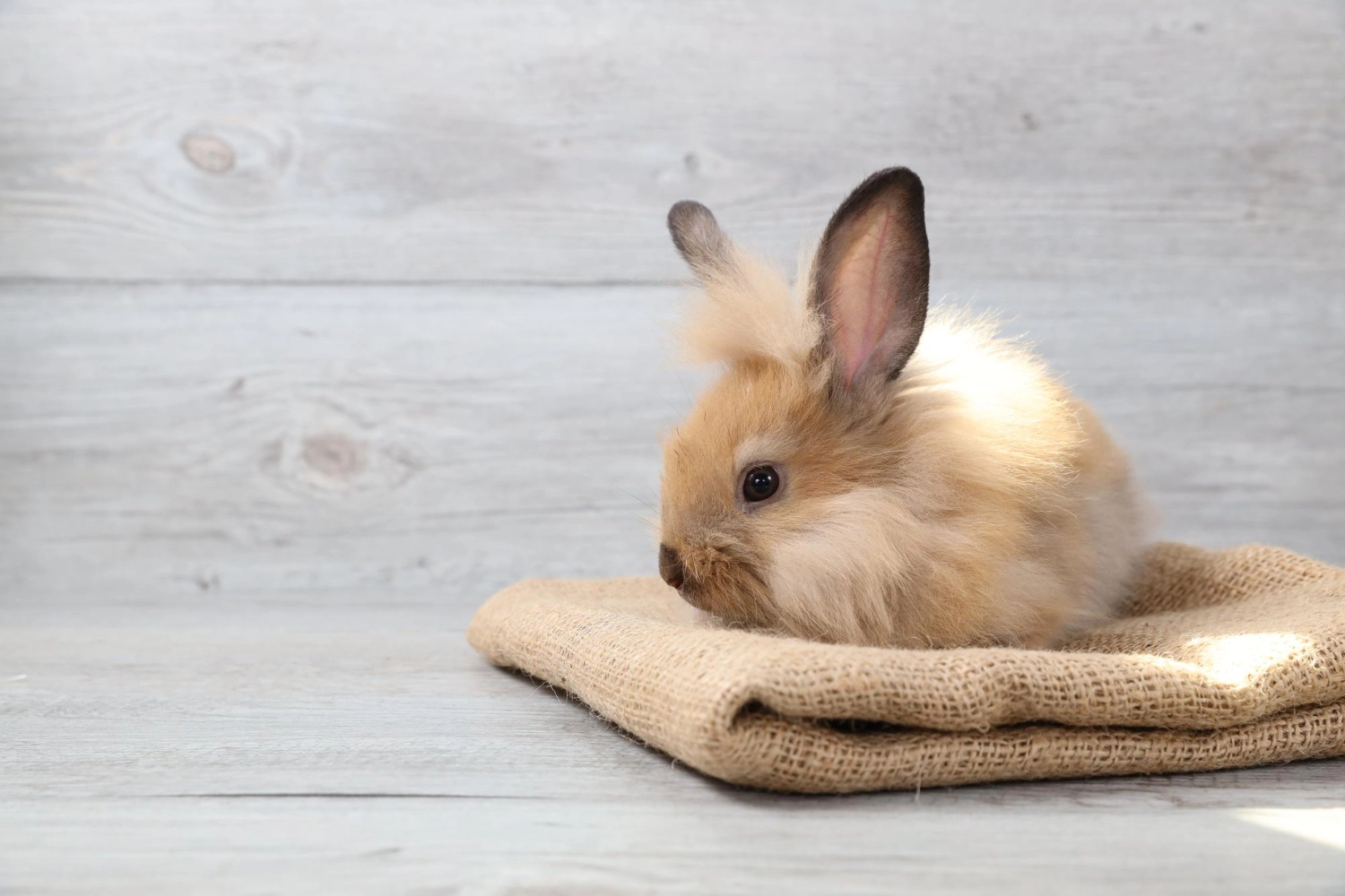 Rabbit standing on jute