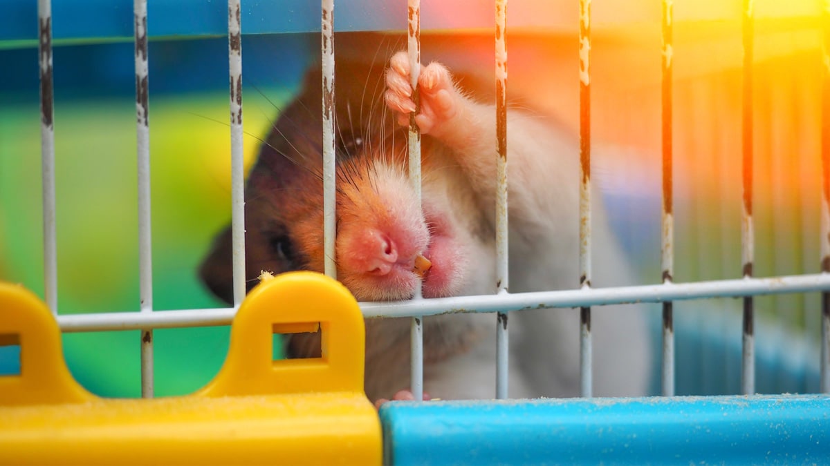 Guinea pig biting its cage