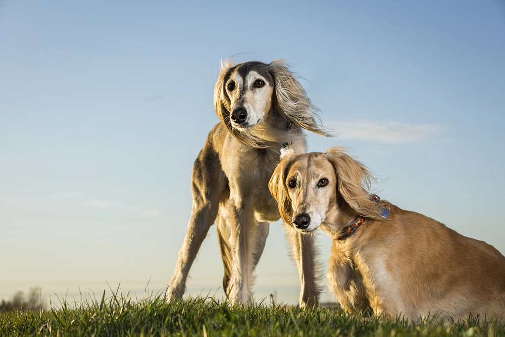 Saluki breed