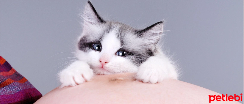 Is Keeping a Cat During Pregnancy Harmful?